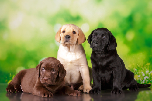 Read more about the article Signs of a Well-Bred Dog: What Responsible Owners Should Look For