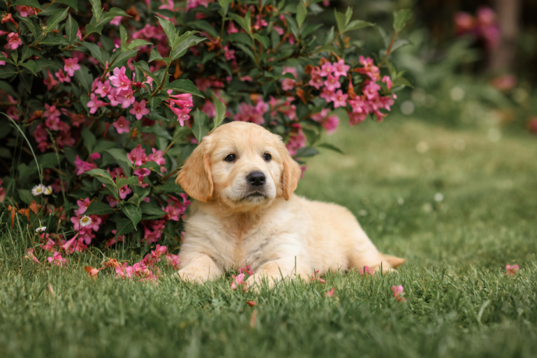 Read more about the article Puppy Preparation Checklist for First-Time Dog Owners