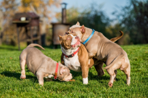 Read more about the article How Dog Temperament Varies Across Breeds