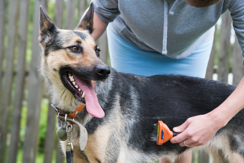 Read more about the article Grooming Fundamentals for Short- and Long-Coated Dogs