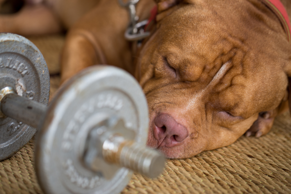 You are currently viewing Exercise Needs by Dog Size and Breed Type