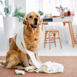 🐾 Positive Reinforcement in Real Life (Not Just in Theory)