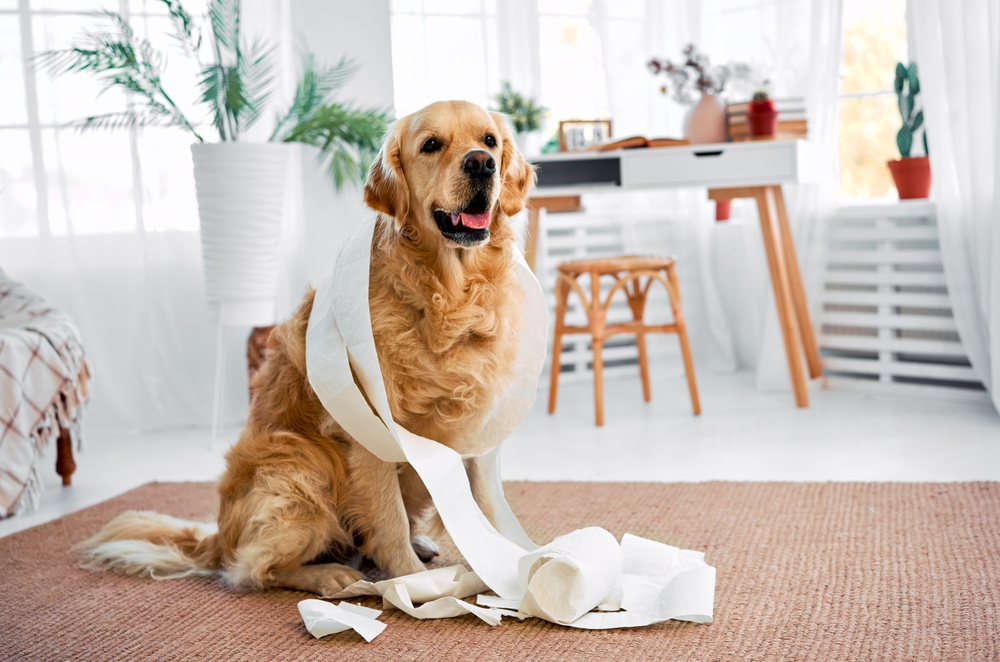 Read more about the article 🐾 Positive Reinforcement in Real Life (Not Just in Theory)