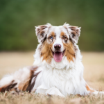 🐾 Mental Stimulation for High-Energy Dogs (Beyond Walks)