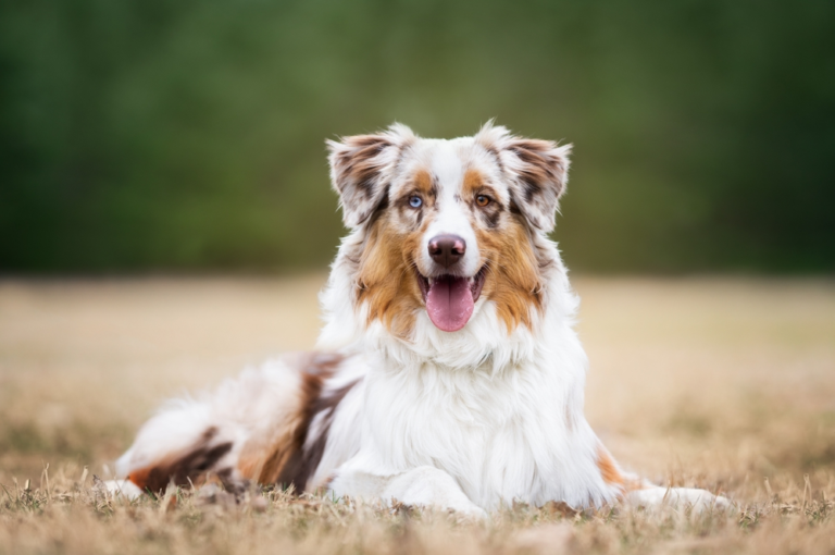 Happy Australian Shepherd with different colored eyes lying on beige grass lawn outdoors