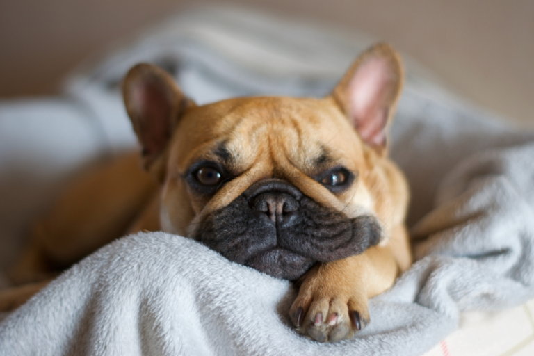 Happy French Bulldog lying comfortably indoors with relaxed posture