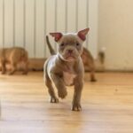 🏙 Apartment Living With Active Dogs: What Actually Works