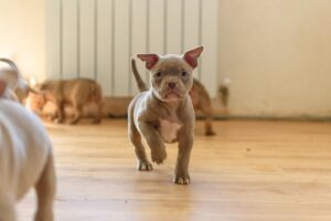 Read more about the article 🏙 Apartment Living With Active Dogs: What Actually Works