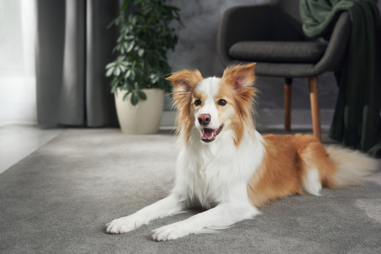 Border Collie lying calmly on gray carpet in modern living room