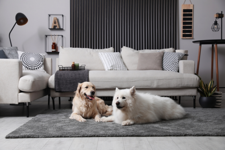 Read more about the article 🏡 Dog-Friendly Home Ideas: Stylish, Practical Ways to Design a Home for You and Your Dog