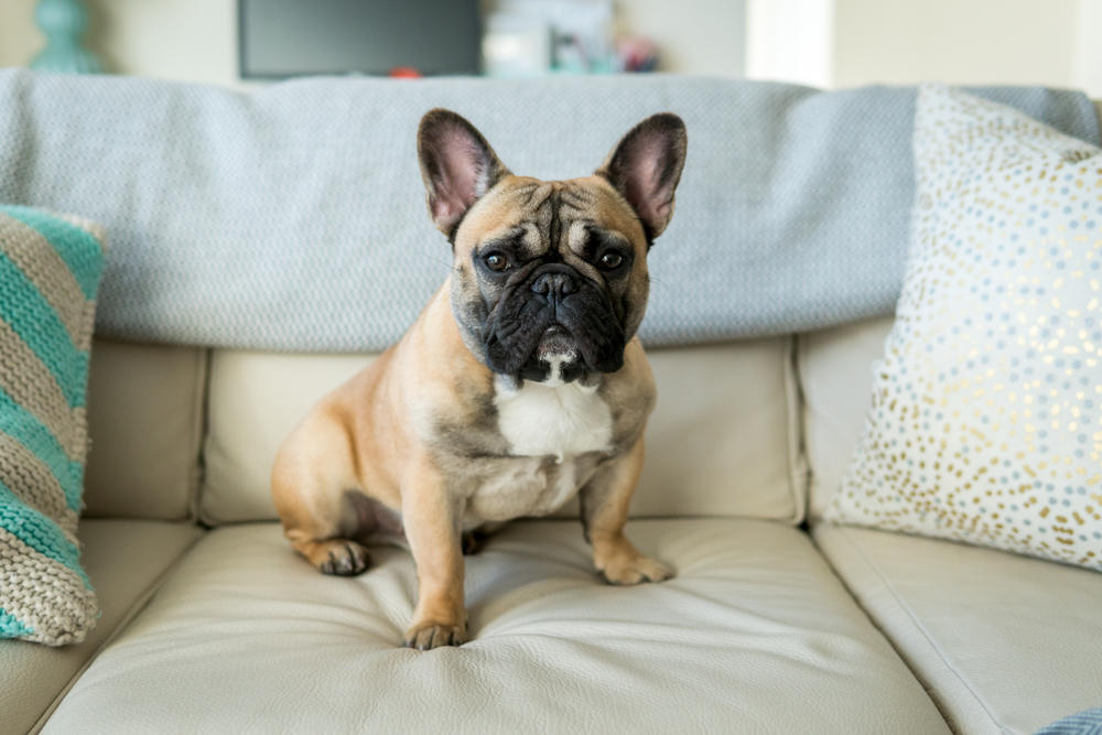 Read more about the article 🐾 Dog-Proofing Your Home: Stylish Solutions That Work