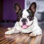🐾Daily Habits That Make You A Better Dog Owner
