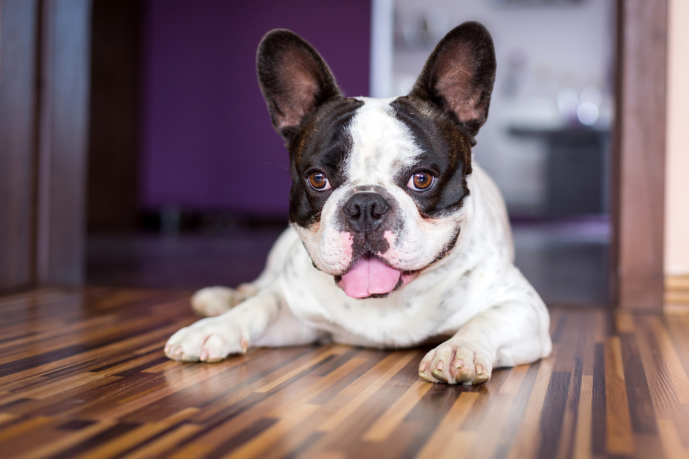 Read more about the article 🐾Daily Habits That Make You A Better Dog Owner