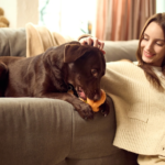 🐾 How to Create a Dog-Friendly Home Without Sacrificing Style