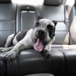 Traveling With Your Dog: Complete Beginner Guide