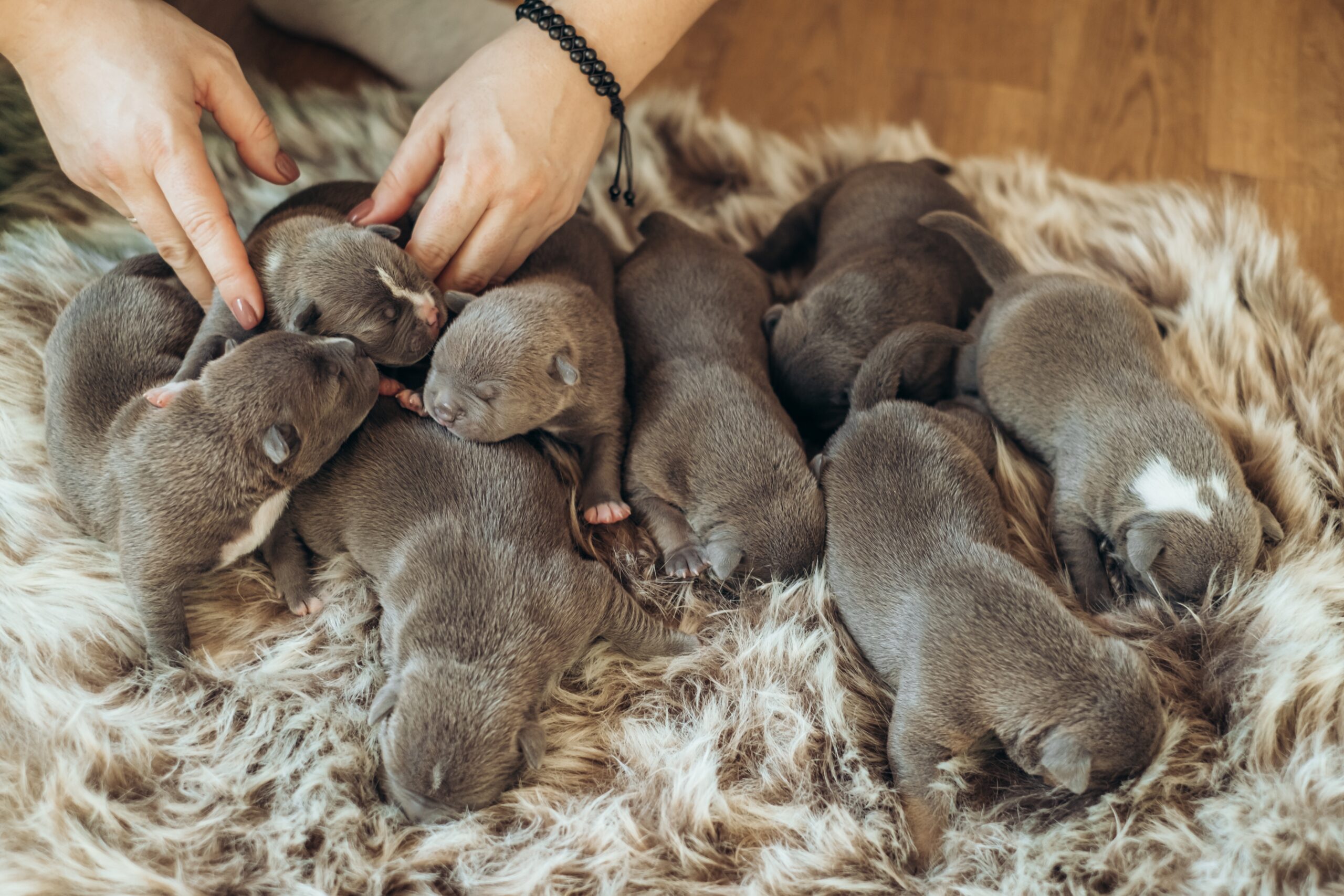 Read more about the article Responsible Dog Breeding & Adoption: What Modern Owners Should Understand