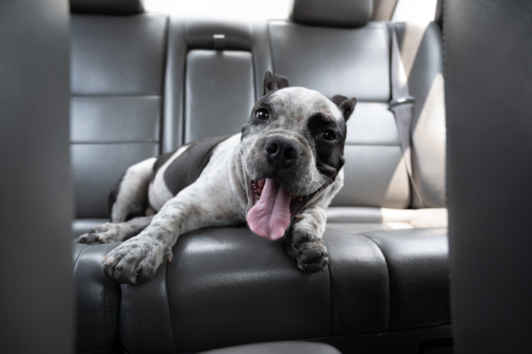 Happy American Bully dog sitting in the backseat of a car during travel